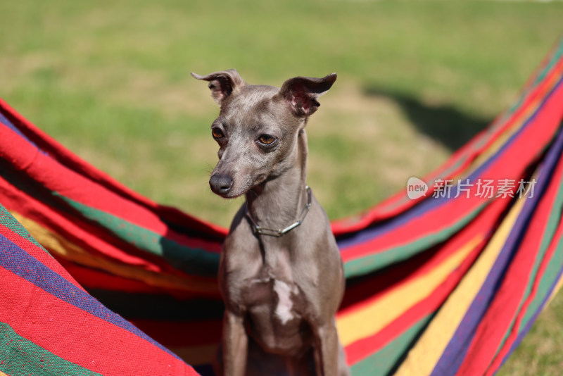 坐在吊床上的意大利小灵缇犬