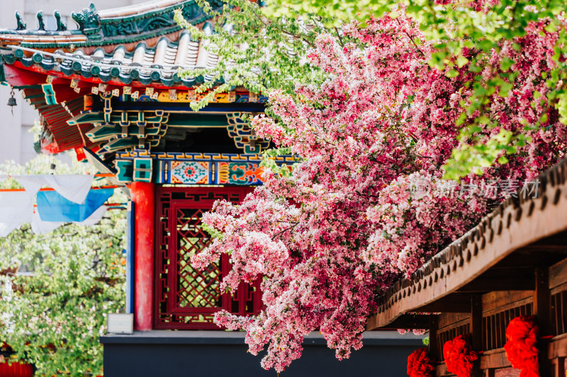 沈阳皇寺大山樱