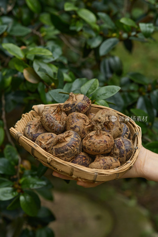 马蹄荸荠  荔浦荸荠  水果马蹄 新鲜荸荠