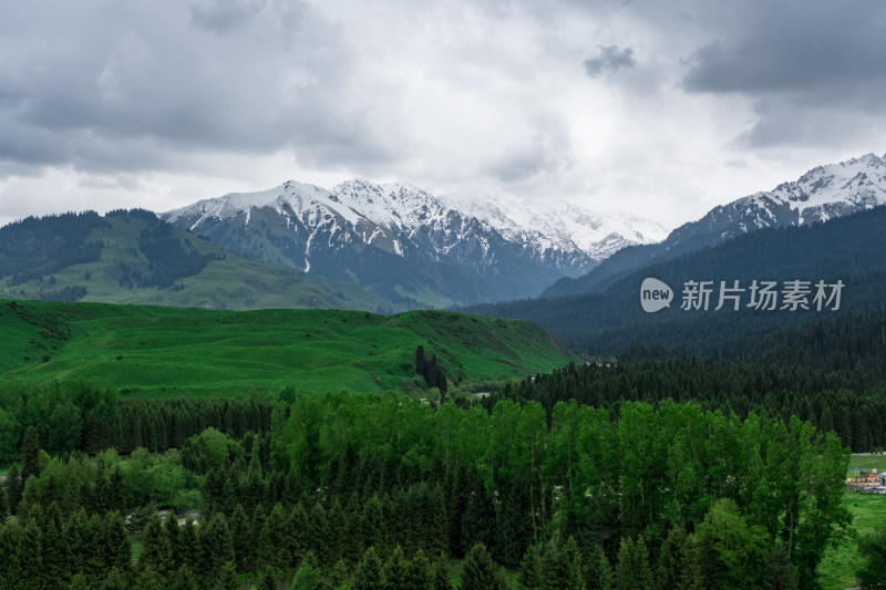 新疆伊犁恰西雪山森林草原风光