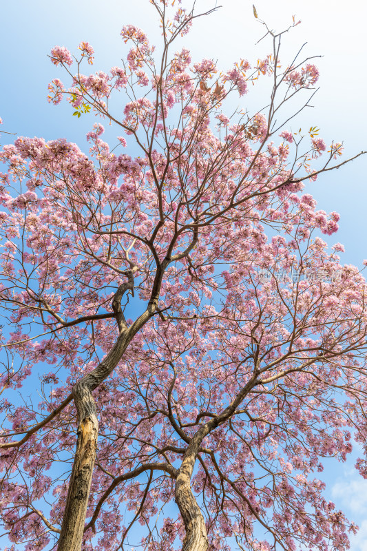 紫花风铃木