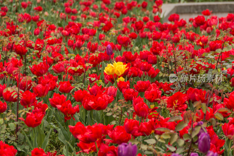 郁金香花园