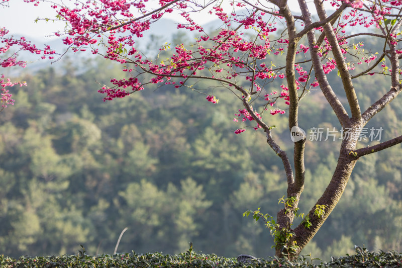 樱花盛开