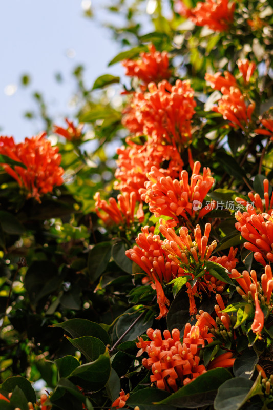 鲜艳炮仗花特写