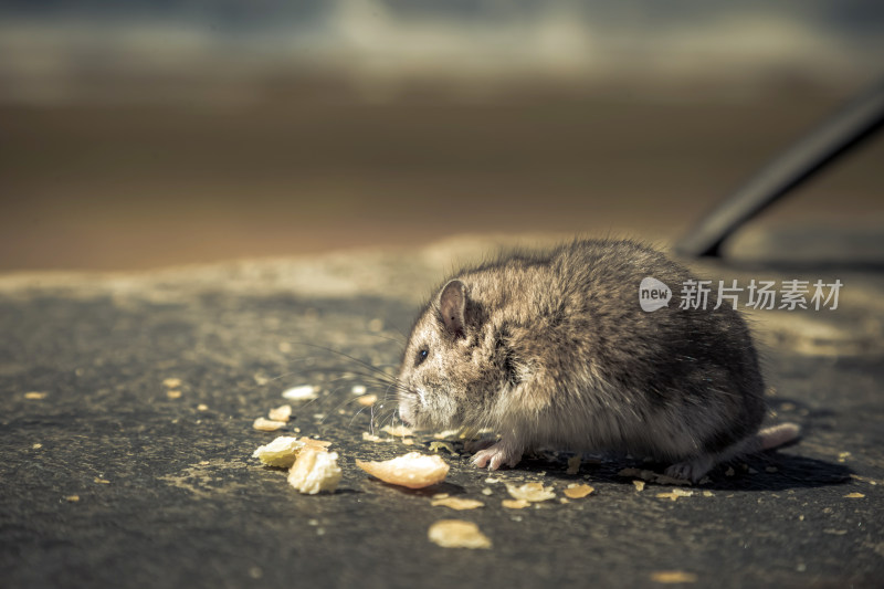 救助草原犬鼠幼崽