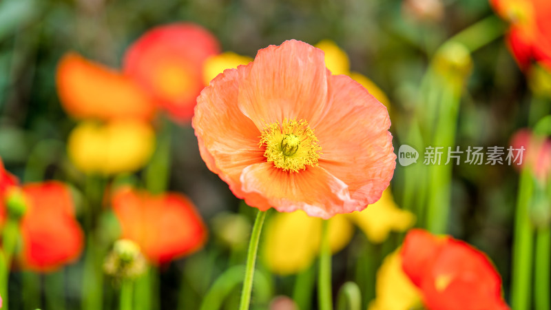 虞美人开花特写