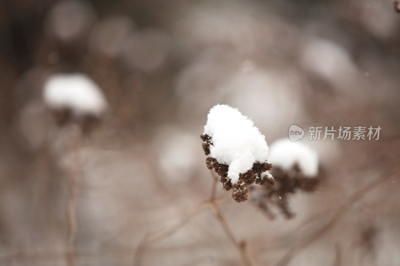 枯枝上的积雪特写