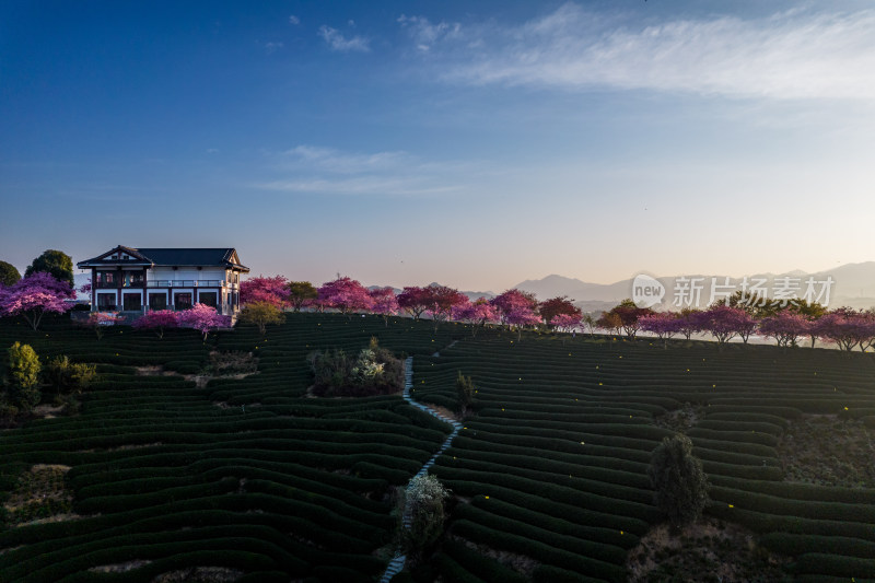 福建龙岩永福台品樱花茶园