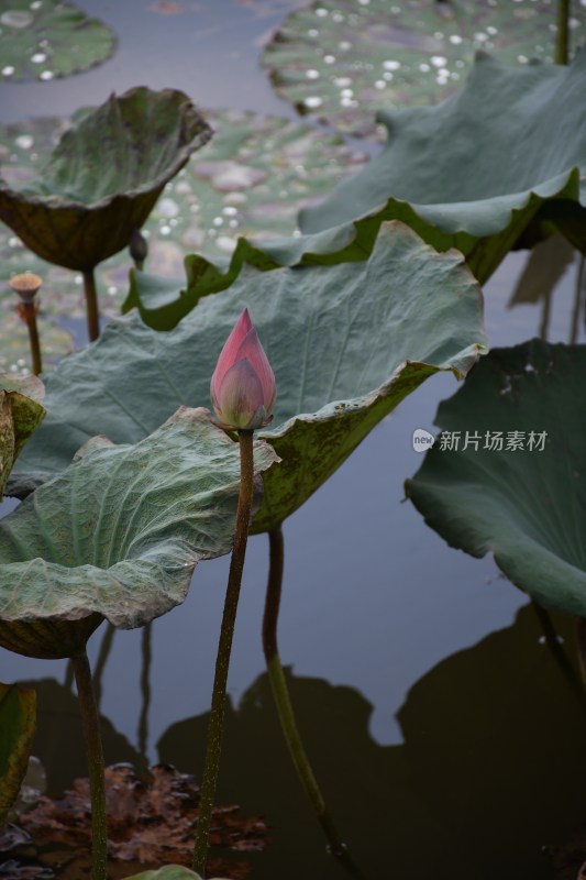 广东东莞：荷花池里荷叶田田 荷花盛开