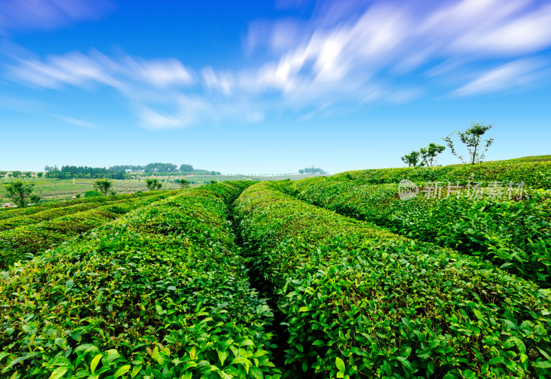 绿茶种植园