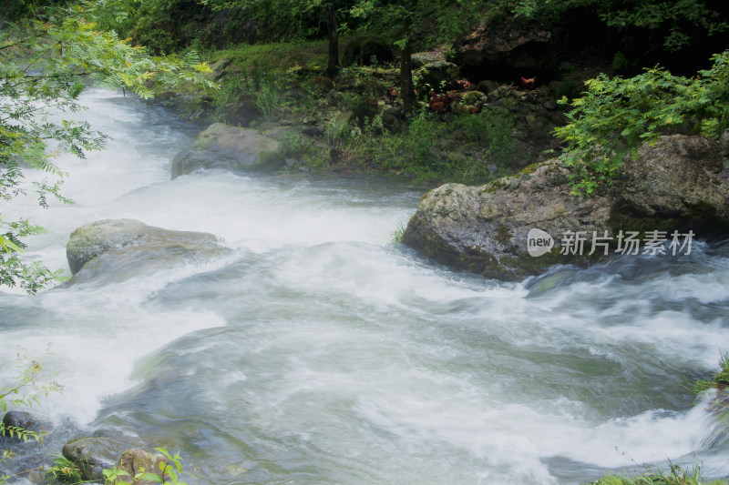 风景户外溪流植物