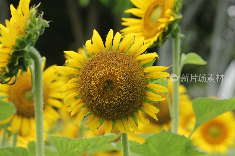 大片向日葵花田绿叶黄花生机勃勃