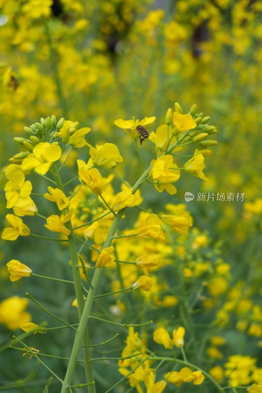 大片盛开的油菜花田景象和油菜花特写