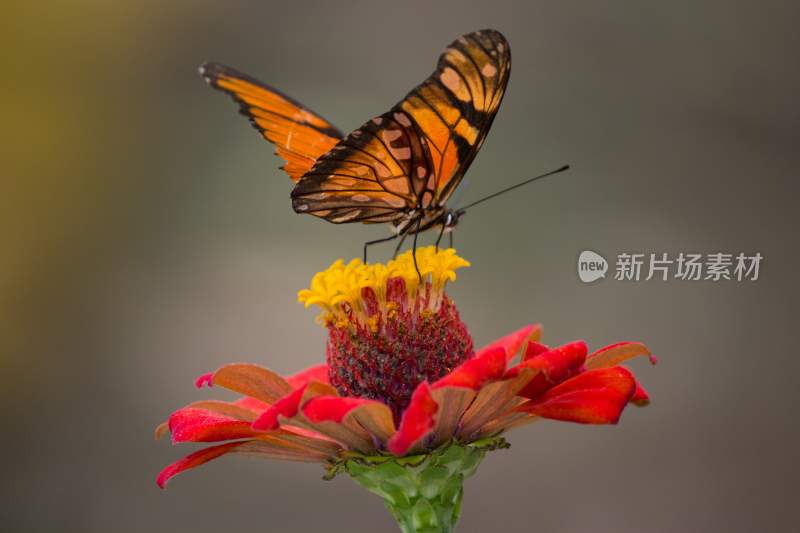 花粉蝴蝶飞翔，美丽的飞虫