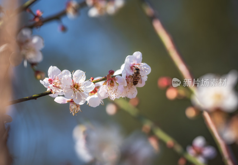 冬日梅花盛开景观