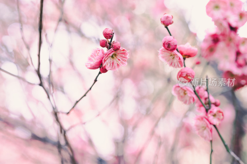 特写粉色梅花枝头绽放