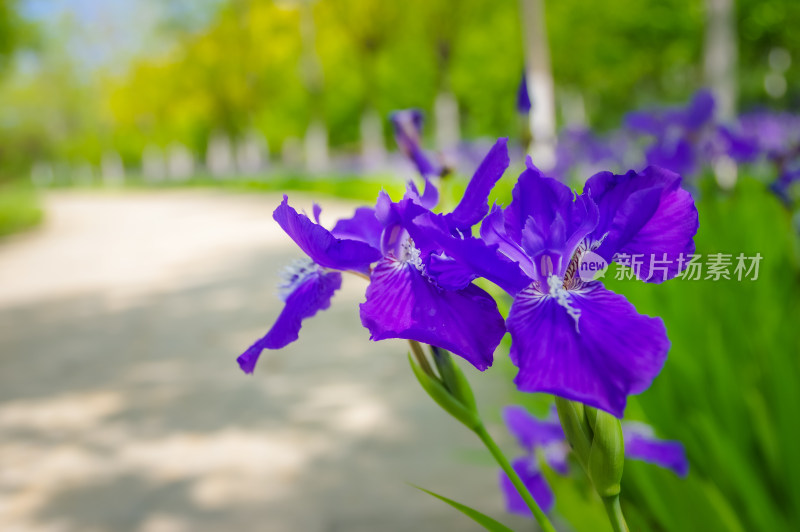 紫色鸢尾花美丽绽放