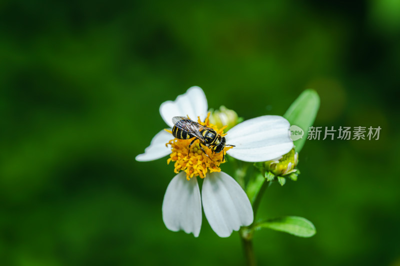 蜜蜂在花上授粉的特写镜头