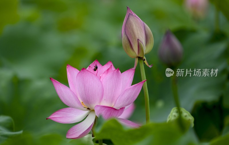 重庆酉阳：夏日荷花别样红