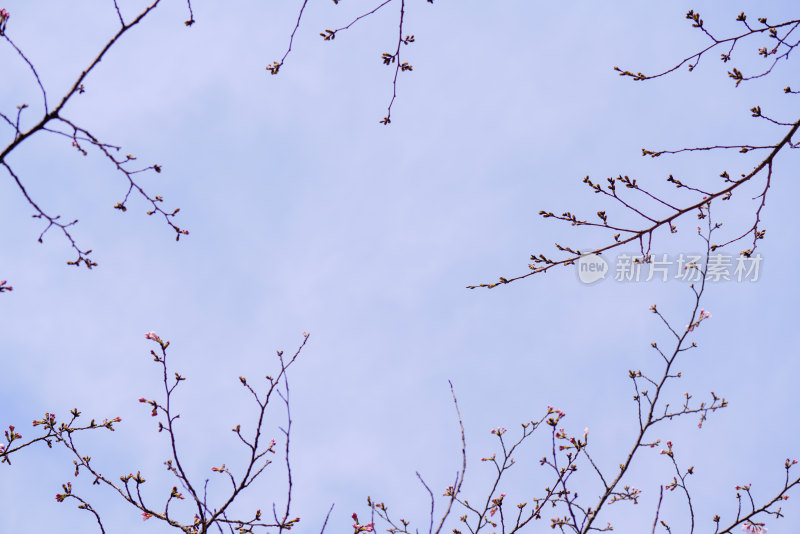 春日樱花季