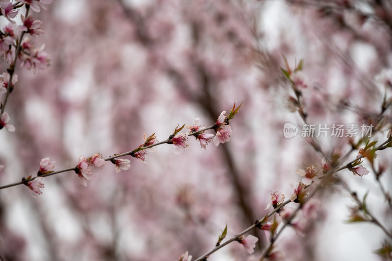 桃树桃花桃树林