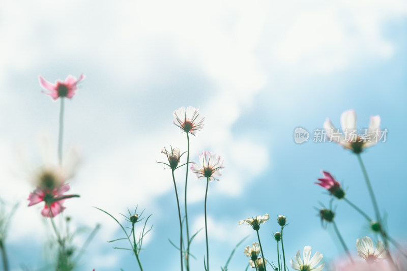 夏日格桑花