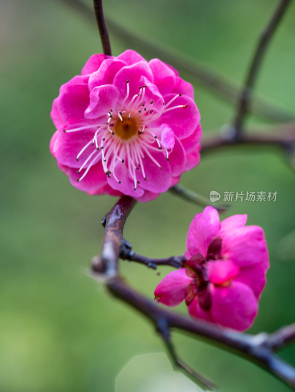 春天的梅花花开花微距