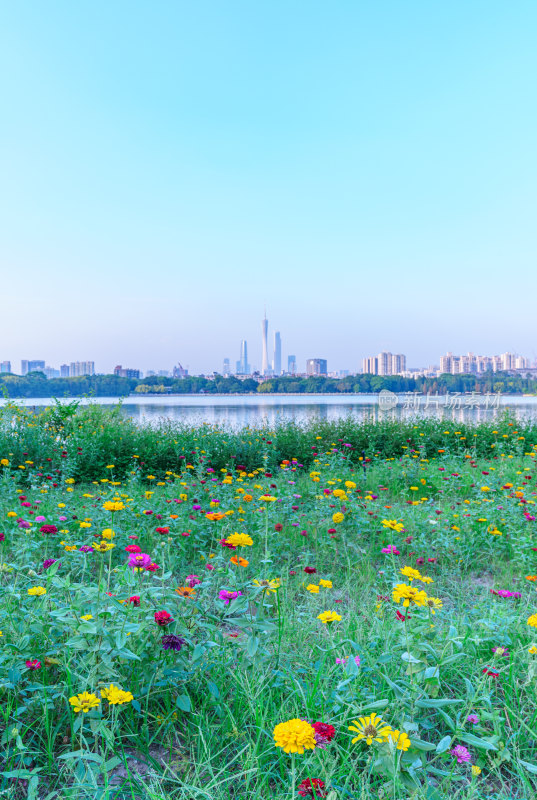 广州海珠湖公园鲜花花园与城市摩天大楼建筑