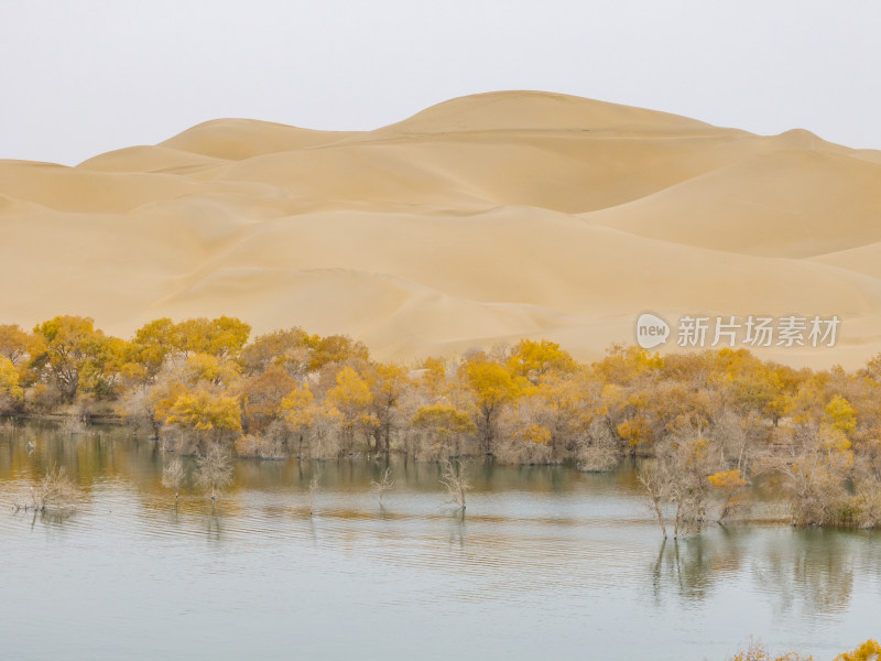 新疆南疆巴州葫芦岛金秋沙漠水上胡杨林航拍