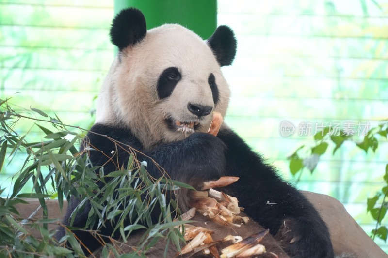 大熊猫坐卧进食竹子