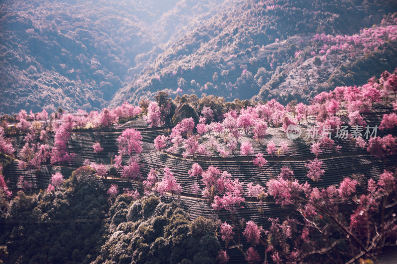 大理无量山樱花谷粉丝山坡自然景观