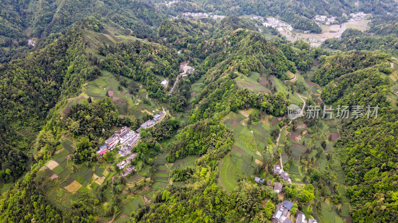 大山山峰农村农业农民茶园