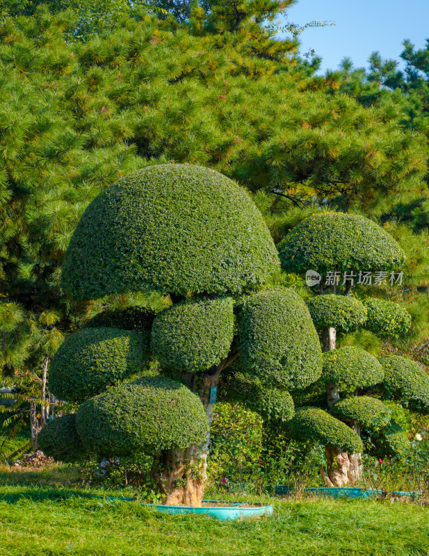 园林绿植景观