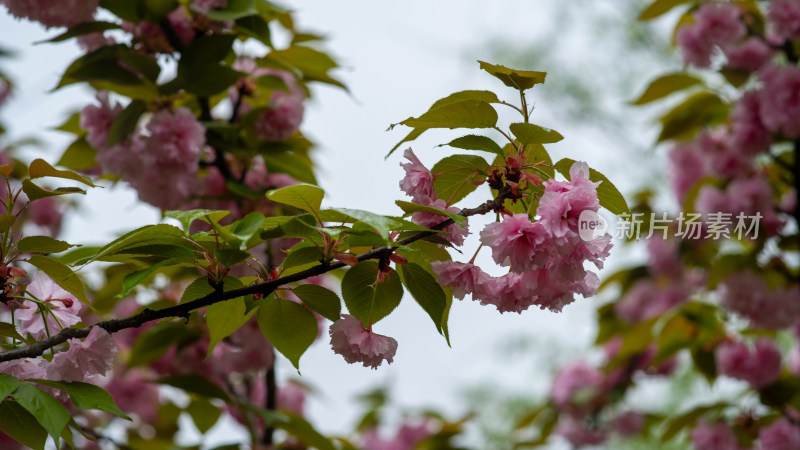 春季樱花素材