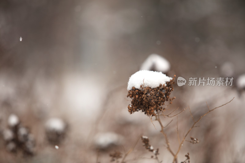 冬天干枯的植物和积雪