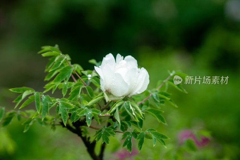 雨中牡丹花