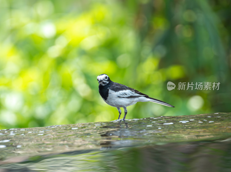 在水里觅食的白鹡鸰