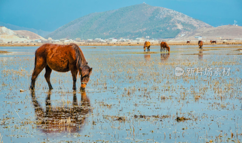 云南迪庆香格里拉纳帕海湿地草原牧场马匹