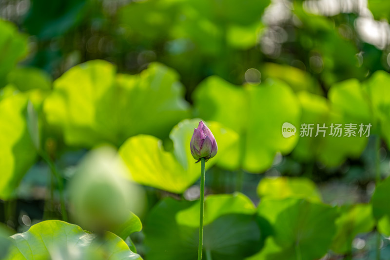 夏天荷花盛开特写