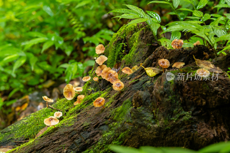 长满蘑菇的树桩及周边葱郁的绿色植物