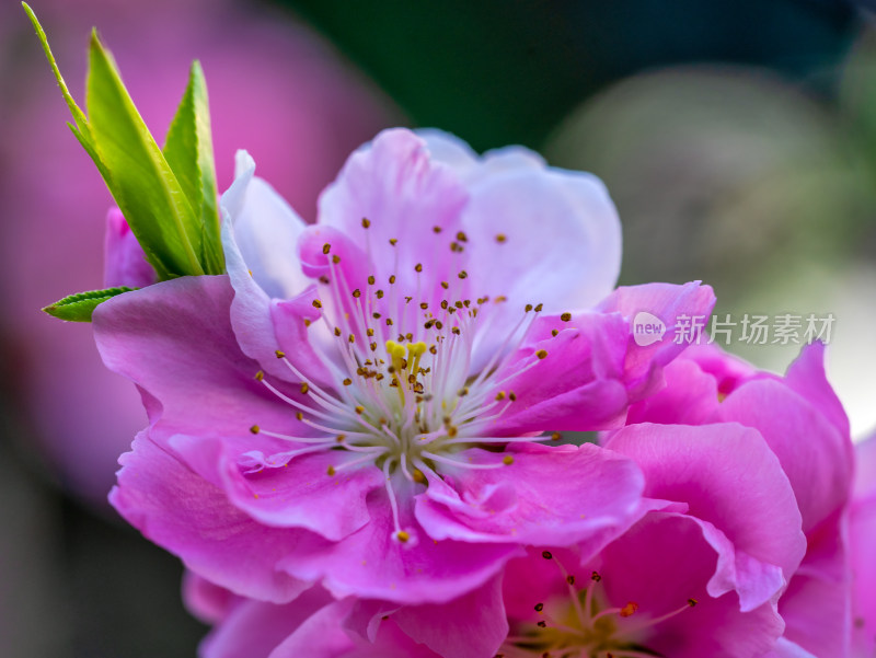 春天的桃花开花特写