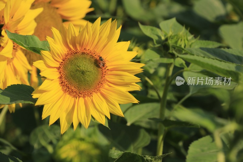 向日葵花 蜜峰采蜜向日葵