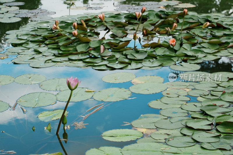 北京国家植物园睡莲