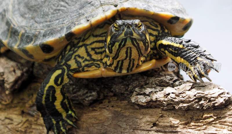 乌龟海龟两栖动物