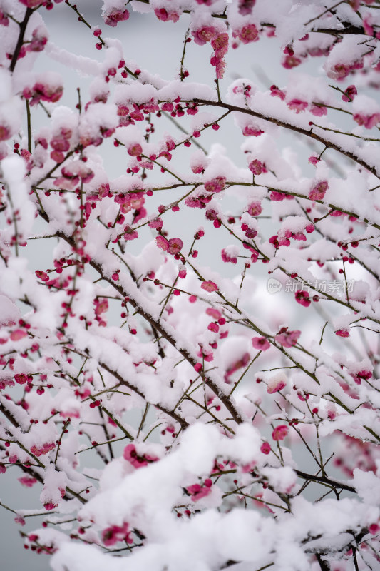 雪后的梅花很美