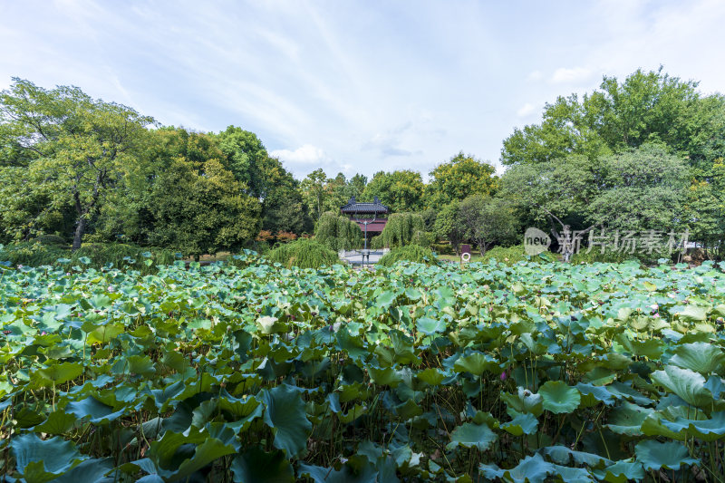 武汉蔡甸汤湖公园生态园林风景