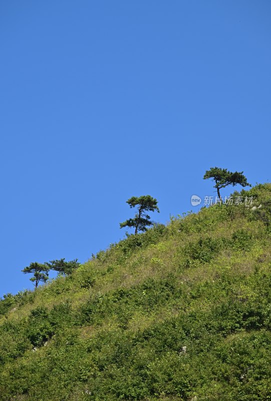 山顶上的树木