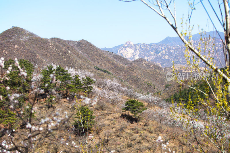 春季北京昌平大山里春色