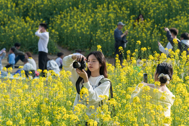 福州花海公园女孩在油菜花田持相机拍照