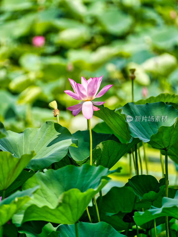 夏天荷花特写